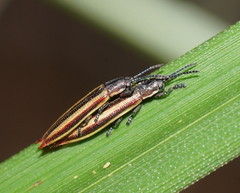 Eurispa vittata