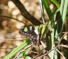 Graphium macleayanus moggana