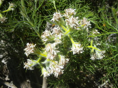 Serruria decipiens