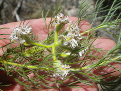 Serruria decipiens