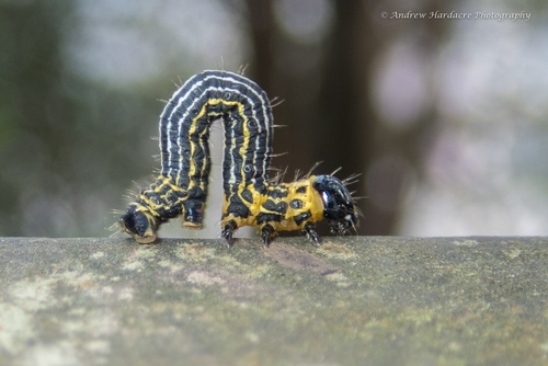 Abraxas amicula