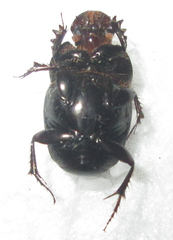 Euonthophagus carbonarius