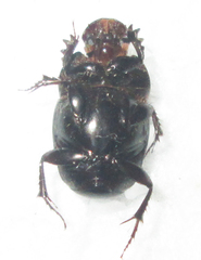 Euonthophagus carbonarius