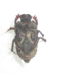 Drepanocerus kirbyi