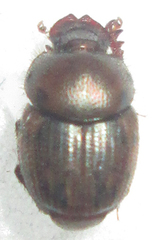 Onthophagus variegatus
