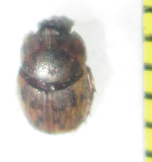 Onthophagus variegatus