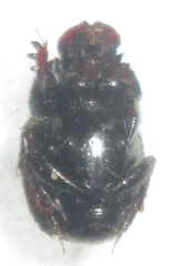 Onthophagus variegatus