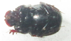 Onthophagus variegatus