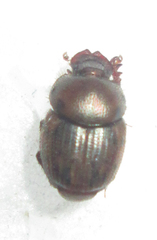 Onthophagus variegatus