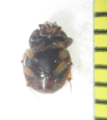 Onthophagus variegatus