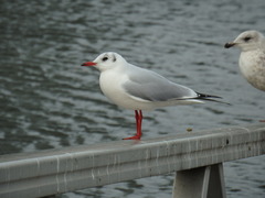 Chroicocephalus ridibundus