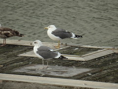 Larus fuscus