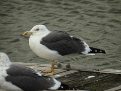 Larus fuscus
