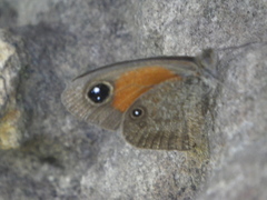 Stygionympha wichgrafi