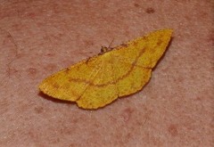 Eumelea rosalia