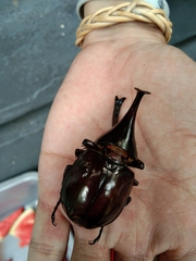 Xylotrupes gideon gideon