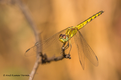 Indothemis carnatica