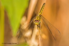 Indothemis carnatica