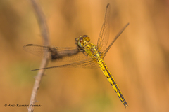 Indothemis carnatica