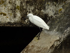 Egretta garzetta