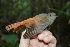 Olivaceous Woodcreeper photo 3