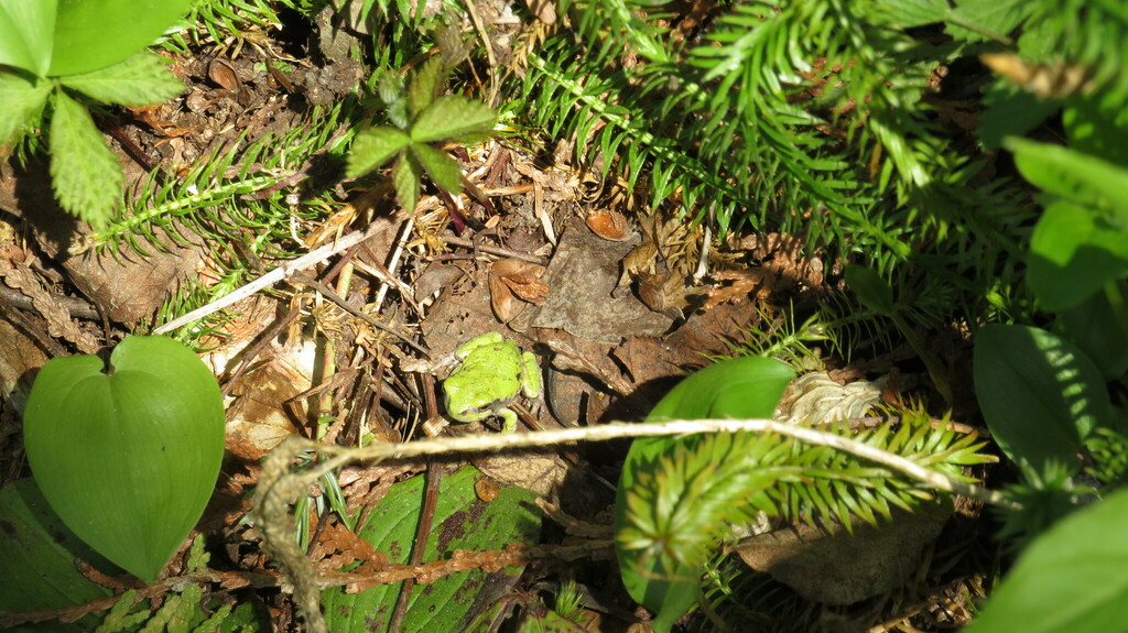 Gray Treefrog Species Complex in May 2023 by John Boldt · iNaturalist