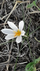 Crocus aleppicus