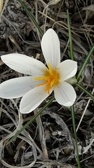 Crocus aleppicus