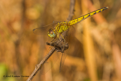 Indothemis carnatica