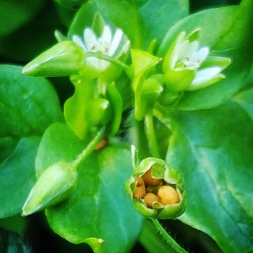 Stellaria media