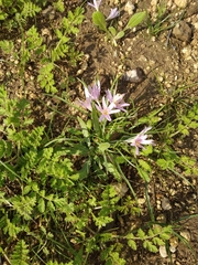 Colchicum stevenii