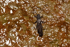 Austroperla cyrene