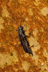 Austroperla cyrene