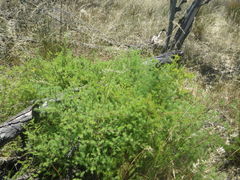 Asparagus rubicundus