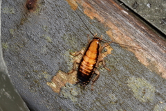 Celatoblatta vulgaris