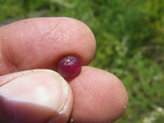 Asparagus rubicundus