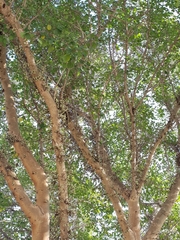 Ficus sycomorus