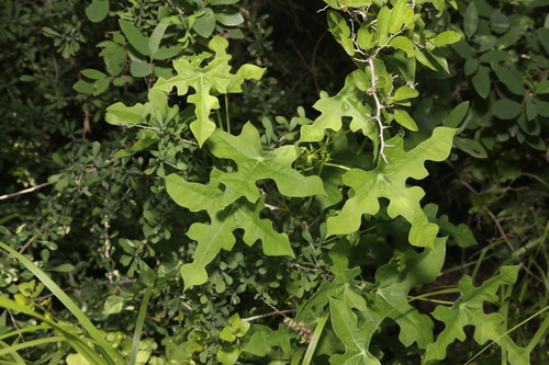 Image of Manihot walkerae by (c) Reid Hardin, some rights reserved (CC BY)