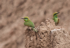 Merops viridissimus