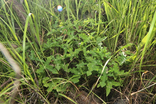 Walker's manihot (Manihot walkerae)