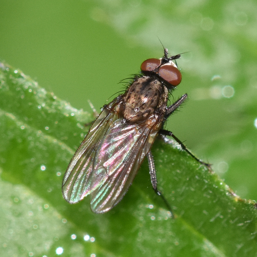 Root-maggot Flies From 55-010 Siechnice, Poland On May 6, 2023 At 04:46 