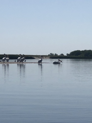 American White Pelican photographed in Nebraska