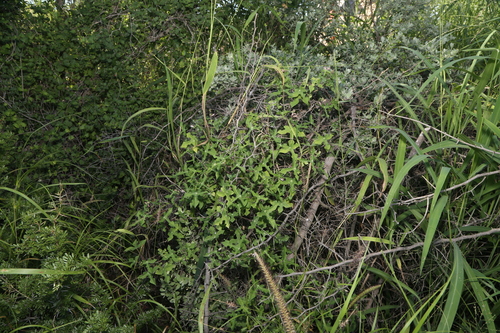 Image of Manihot walkerae by (c) Reid Hardin, some rights reserved (CC BY)