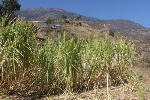 Saccharum officinarum