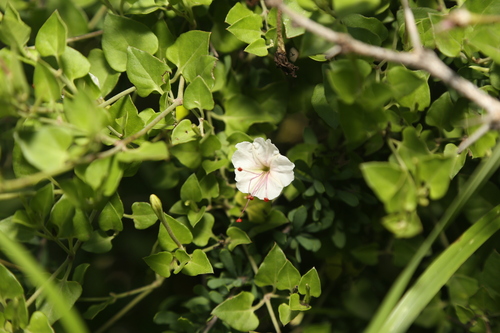 Image of Acleisanthes obtusa by (c) Reid Hardin, some rights reserved (CC BY)