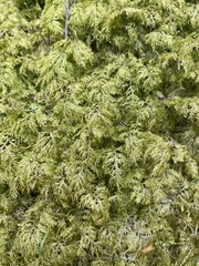 Hylocomium splendens image