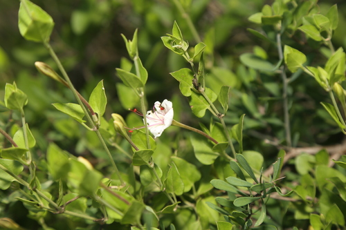 Image of Acleisanthes obtusa by (c) Reid Hardin, some rights reserved (CC BY)