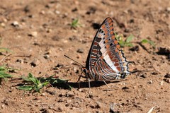 Charaxes saturnus saturnus