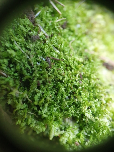 Image of Lejeunea lamacerina by no rights reserved