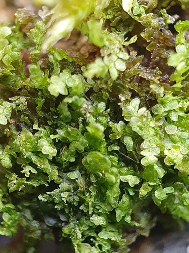 Image of Lejeunea lamacerina by no rights reserved